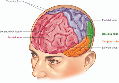 Cerebral cortex, showing the four lobes and major sulci
