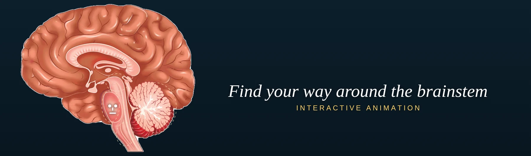 Find your way around the brainstem: an interactive animation of the same illustration with its labels removed