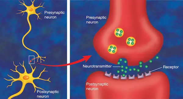 Illustration of a synapse releasing neurotransmitter
