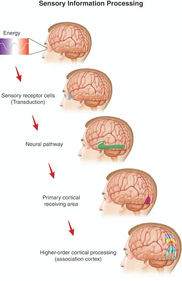 Sensory information processing
