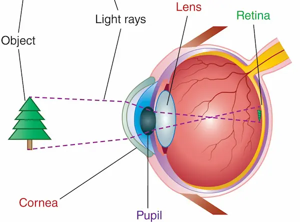 retinal image
