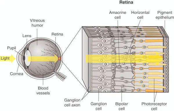 retinal cells