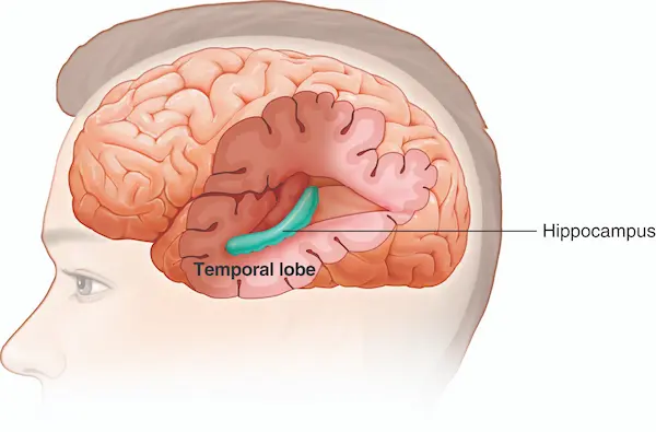 hippocampus