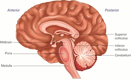 Brainstem, showing the medulla, pons, and midbrain, with the superior and inferior colliculi and cerebellum