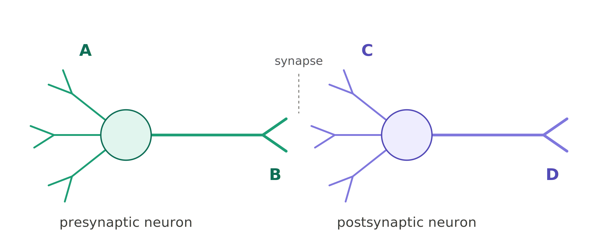 Two neurons; the axon terminal of the left one contacts the dendrites of the right one. The left is labeled presynaptic, the right postsynaptic.