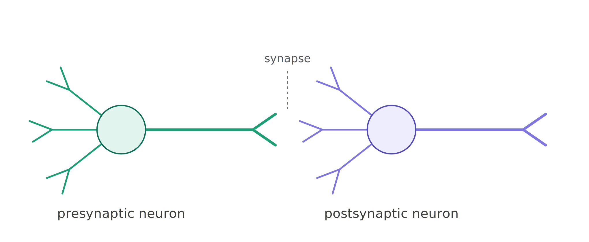 Two neurons; the axon terminal of the left one contacts the dendrites of the right one. The left is labeled presynaptic, the right postsynaptic.